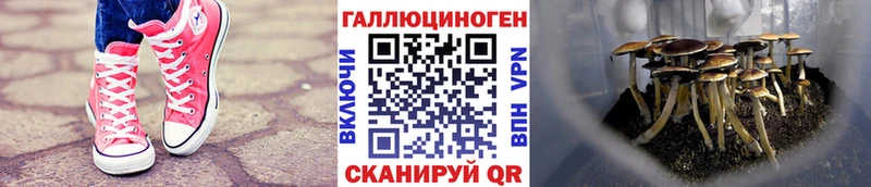 Купить  Арск  Галлюциногенные грибы Cubensis 